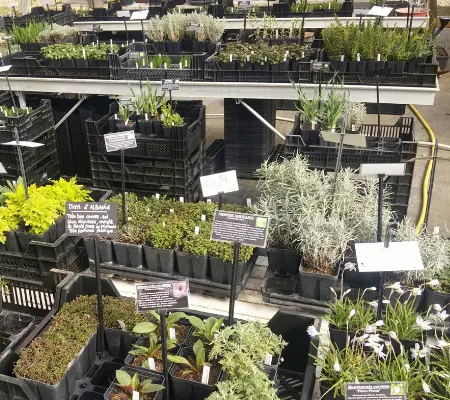 Les productions d'Aromaticulture