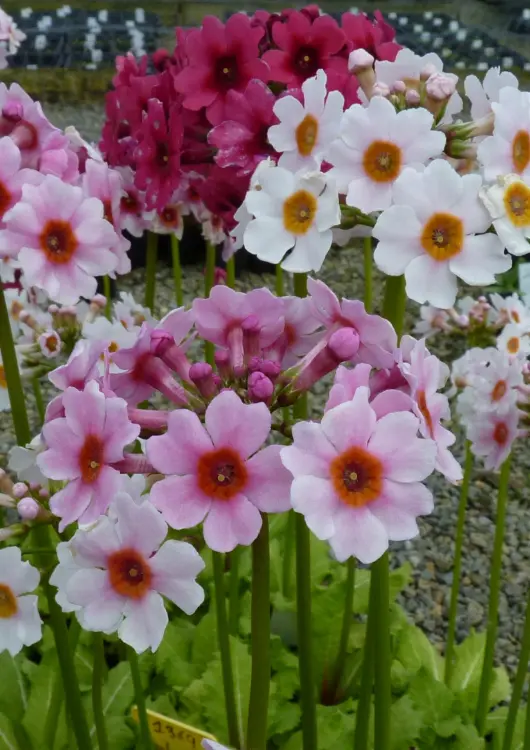 Les primev&egrave;res de Barnhaven Primroses