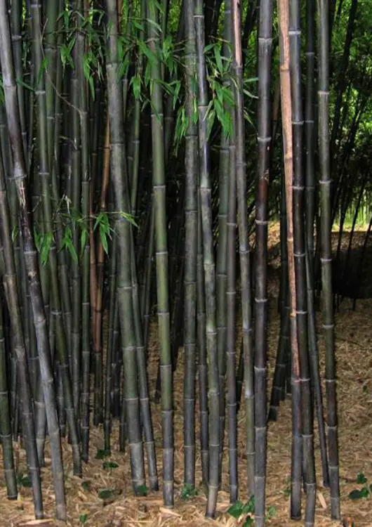 Les Bambous de Laurent