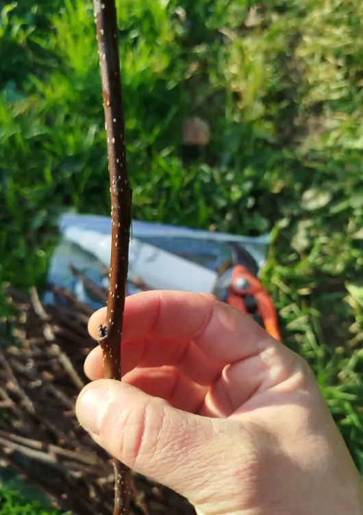 Les arbres de la pépinière Les Bons Plants