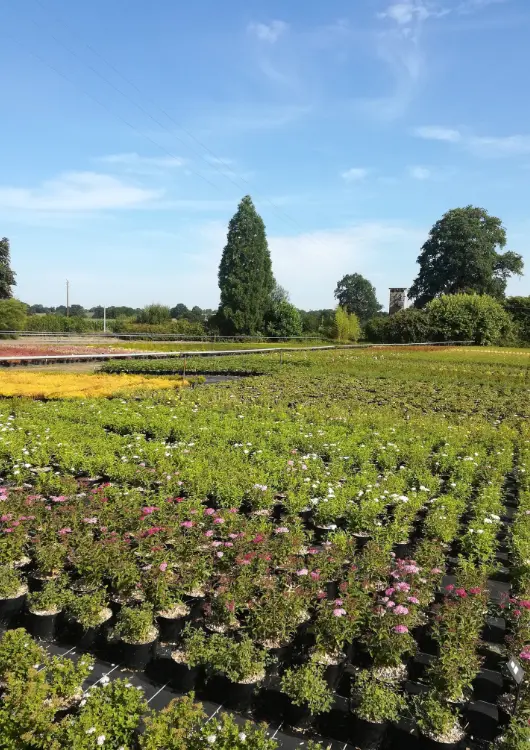 Productions des P&eacute;pini&egrave;res Dauguet