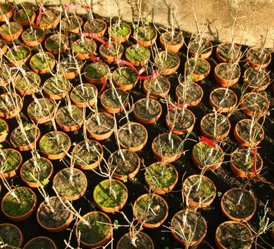 Les productions des P&eacute;pini&egrave;res Maymou