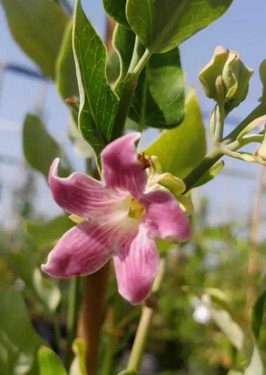 Les v&eacute;g&eacute;taux des P&eacute;pini&egrave;res Quissac