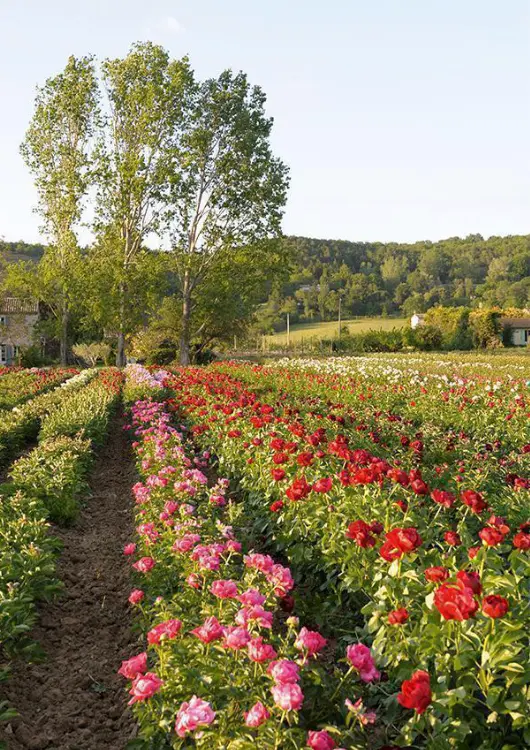 Les pivoines de Pivoines Rivi&egrave;re