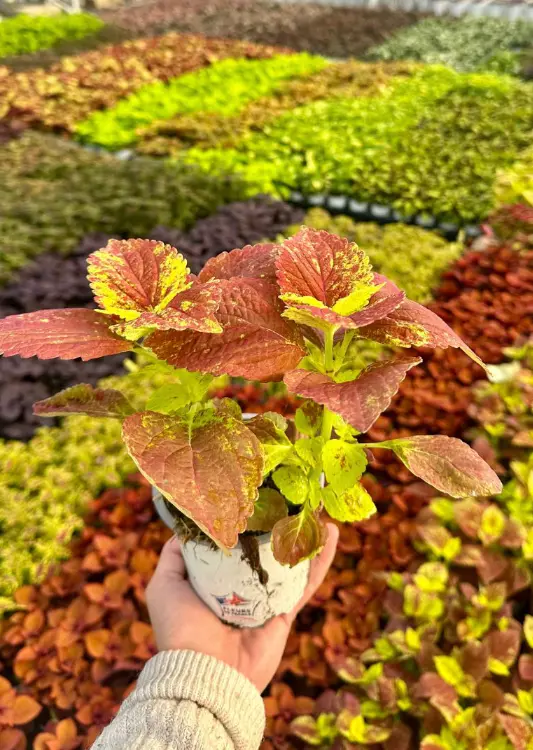 Les plantes de la P&eacute;pini&egrave;re Tijardin
