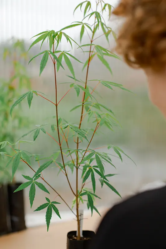 Les arbres rares de Florama