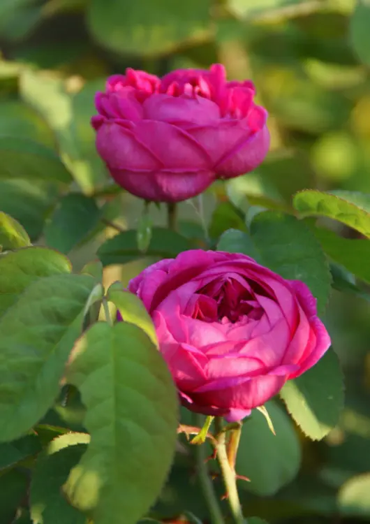 Les roses de la Roseraie Guillot