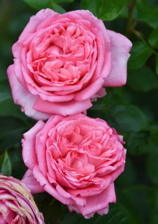 Les roses des P&eacute;pini&egrave;res et Roseraies Georges Delbard