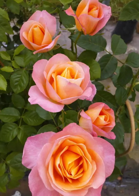 Les rosiers des P&eacute;pini&egrave;res de la Gu&eacute;rinais