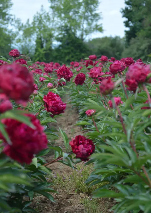 Les rosiers des P&eacute;pini&egrave;res et Roseraies Georges Delbard