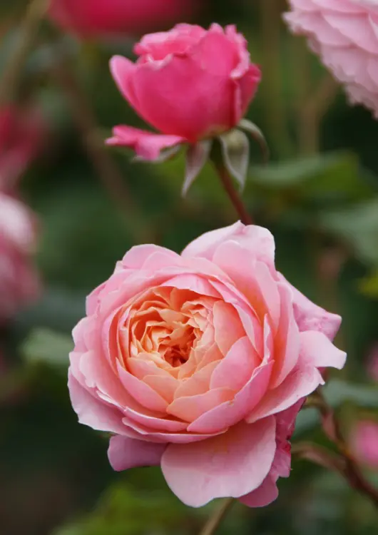 Les roses de la Roseraie Guillot