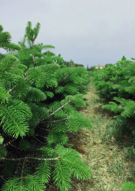 Culture de sapins naturels
