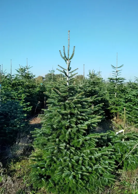 Sapins des P&eacute;pini&egrave;res Bugnon