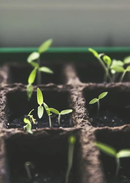 Les sachets de graines de Graines de style