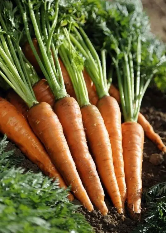 Graines potag&egrave;res de Jardi Sem