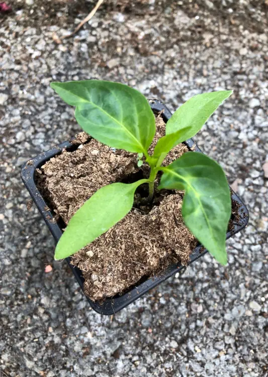 Semis de Graines de style