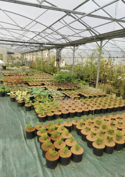 Les plantes des P&eacute;pini&egrave;res de Saint-M&eacute;loir