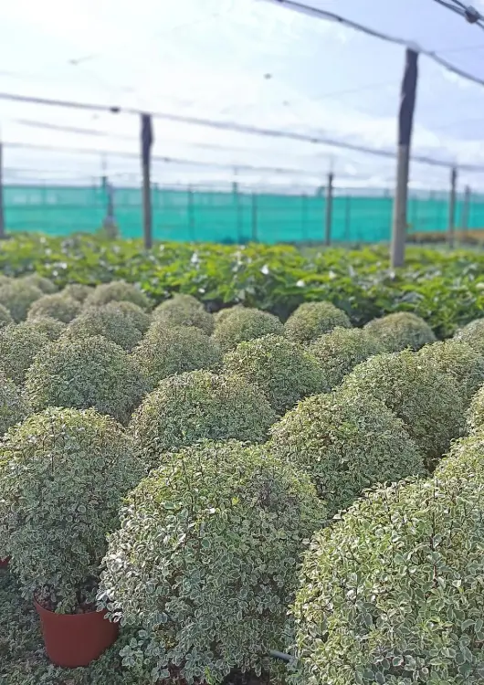 Les plantes des Pépinières Croux