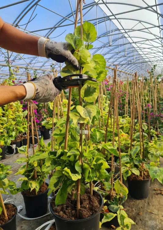 Les serres de la P&eacute;pini&egrave;re Tijardin