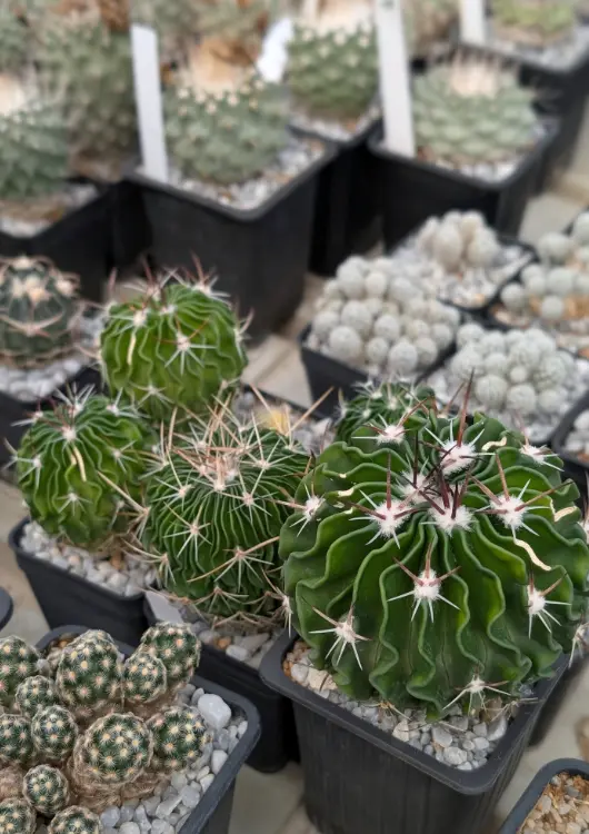 Les plantes de la pépinière A l'ombre des figuiers