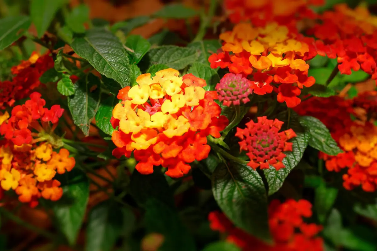 Pépinière Tijardin