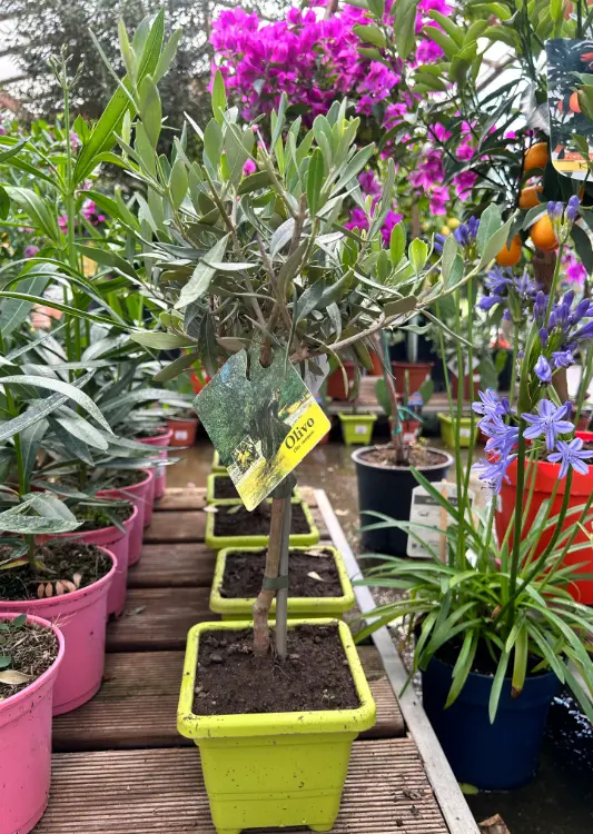 Les v&eacute;g&eacute;taux de la Jardinerie Toulousaine