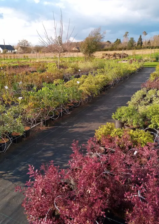 Les végétaux de la Joyeuse Pépinière