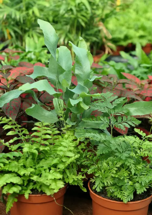 Les plantes de la p&eacute;pini&egrave;re Karnivores