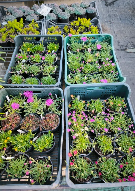 P&eacute;pini&egrave;re La Soldanelle