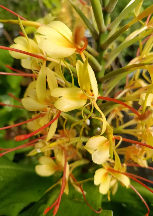 Les plantes de la p&eacute;pini&egrave;re &Ocirc; Flor et Sens