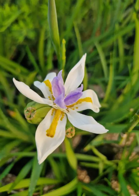 Les plantes des P&eacute;pini&egrave;res de Saint-M&eacute;loir