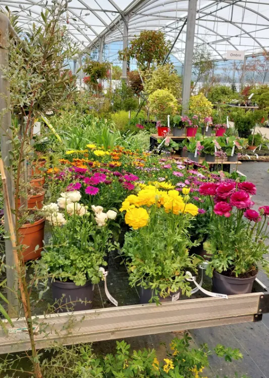 Végétaux de la Pépinière Végétal 85