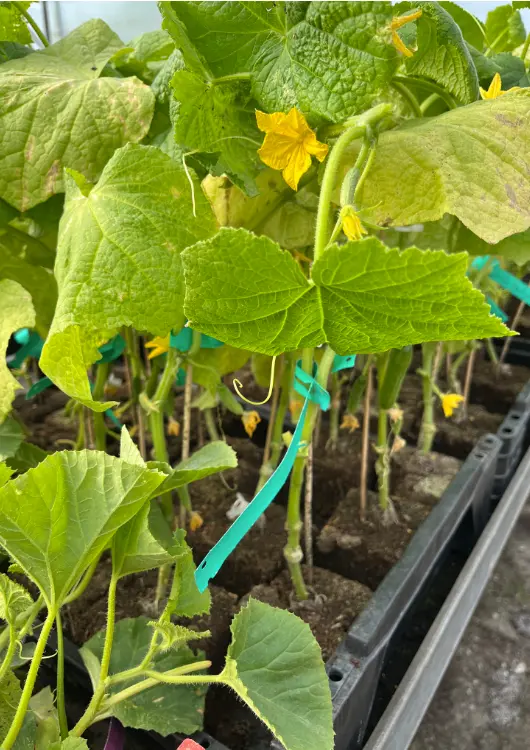 Les v&eacute;g&eacute;taux des P&eacute;pini&egrave;res de Vair-sur-Loire