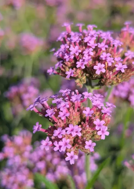 Les v&eacute;g&eacute;taux des P&eacute;pini&egrave;res Quissac