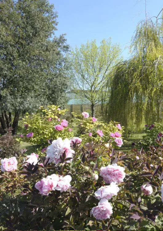 Les pivoines de Pivoines Rivi&egrave;re