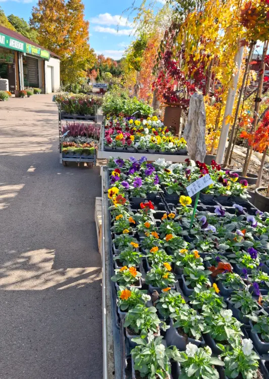 Les végétaux de Tisserant Romaric