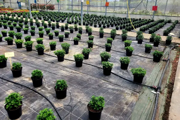 Xena Floral horticulture