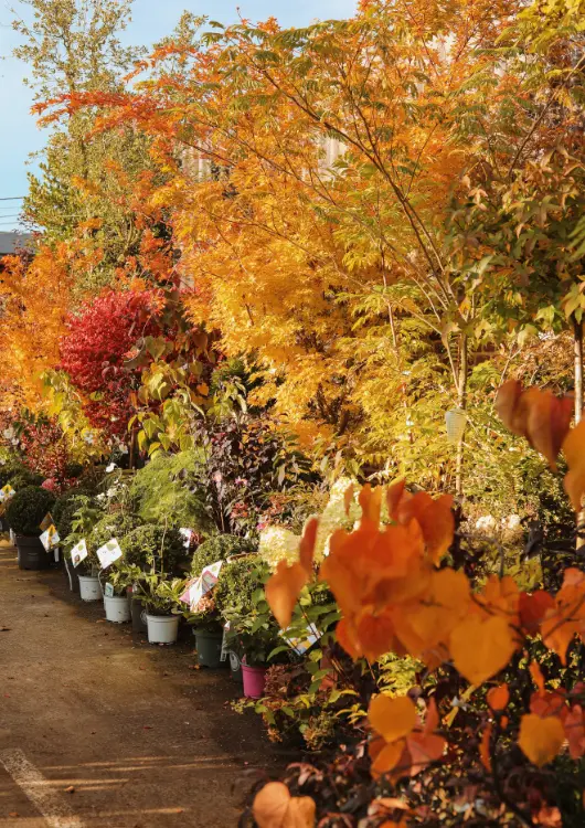 Les arbres et arbustes des Jardins Saint-Michel