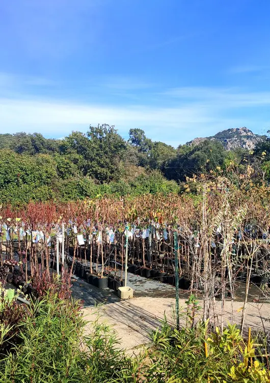 Les arbres des P&eacute;pini&egrave;res de Montgolfier