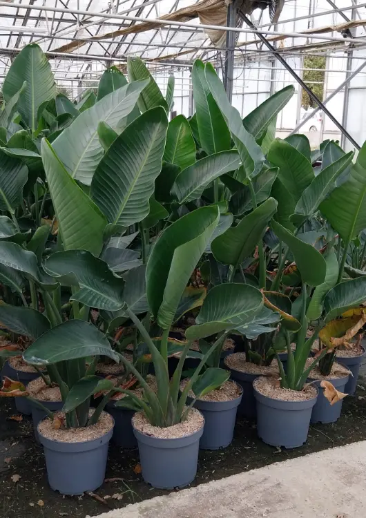 Les bananiers des P&eacute;pini&egrave;res de Montgolfier