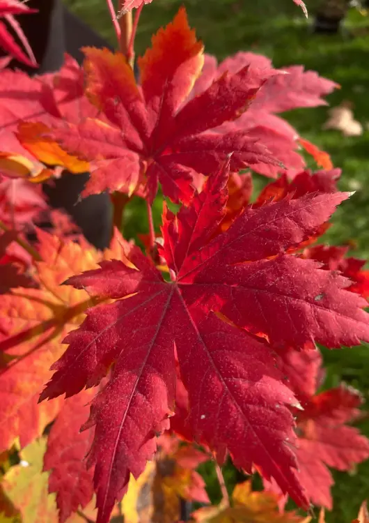 Les &eacute;rables de la p&eacute;pini&egrave;re Palmatia Plantes