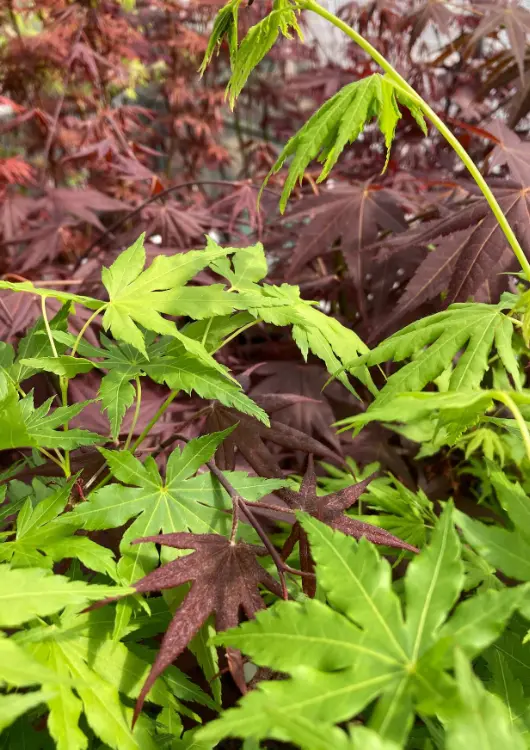 Les &eacute;rables de la p&eacute;pini&egrave;re Palmatia Plantes