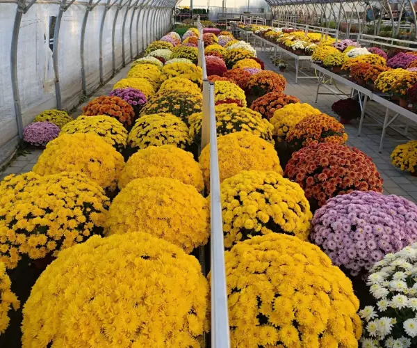 Les fleurs de saison de la Jardinerie des 2 vall&eacute;es