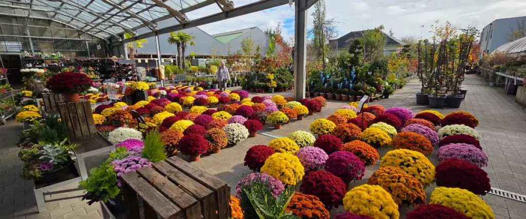 Fleurs de saison de la Jardinerie de l'Ill