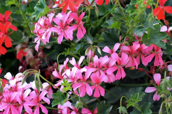 Jardinerie des 2 vallées à Cernay
