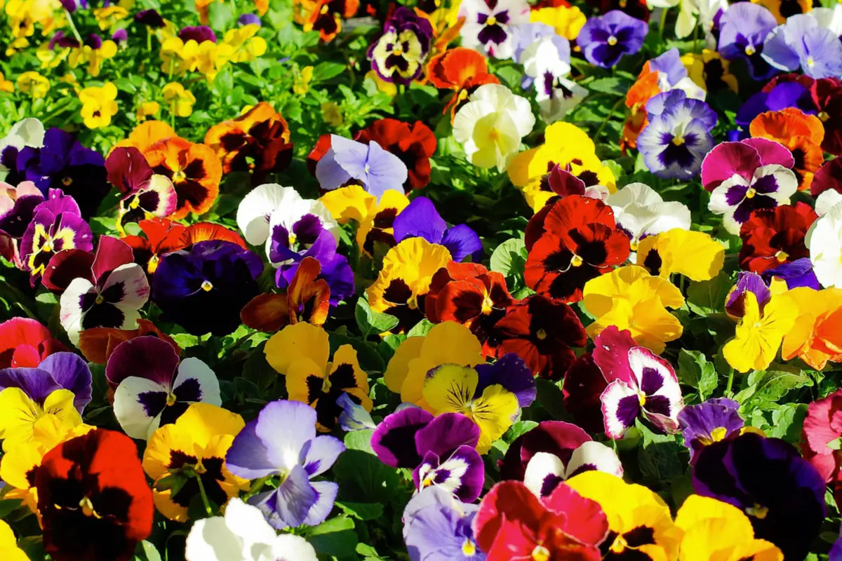 Jardinerie des 3 frontières