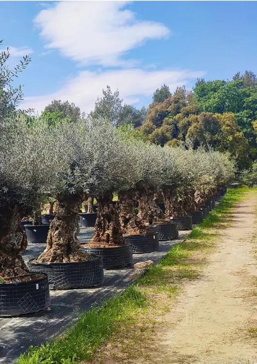 Les oliviers des P&eacute;pini&egrave;res de Montgolfier