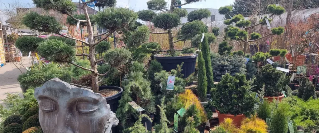 Espace p&eacute;pini&egrave;re de la Jardinerie de l'Ill