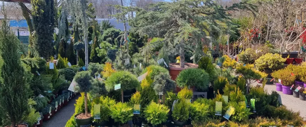 Les v&eacute;g&eacute;taux de p&eacute;pini&egrave;re de la Jardinerie des 3 fronti&egrave;res