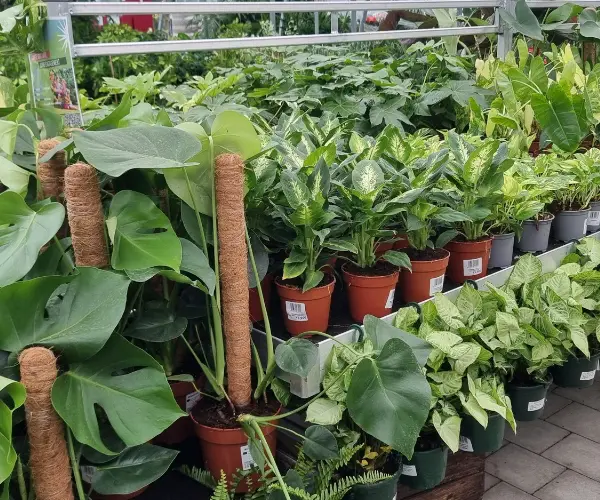 Les plantes d'int&eacute;rieur de la Jardinerie des 2 vall&eacute;es